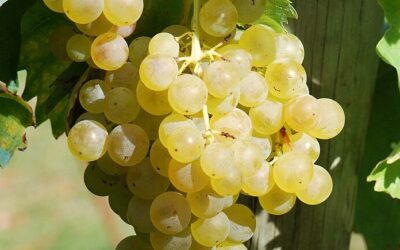 Know Your Grape: Trebbiano or Ugni Blanc