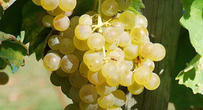 Know Your Grape: Trebbiano or Ugni Blanc