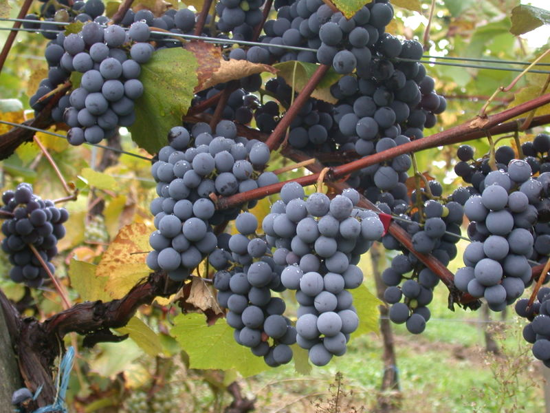 Beaujolais: The Nouveau Niche