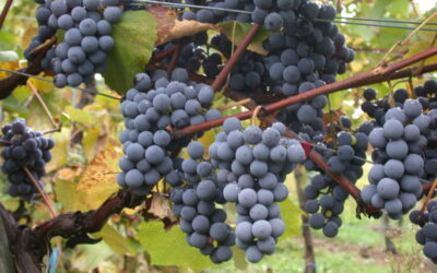 Know Your Grape: Gamay