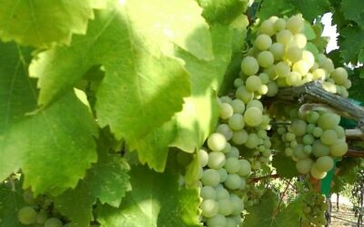 Know Your Grape: Viognier