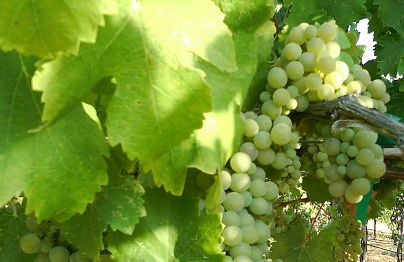Know Your Grape: Viognier
