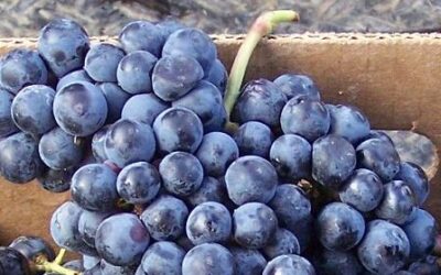 Know Your Grape: Cabernet Franc