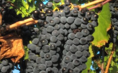 Know Your Grape: Sangiovese