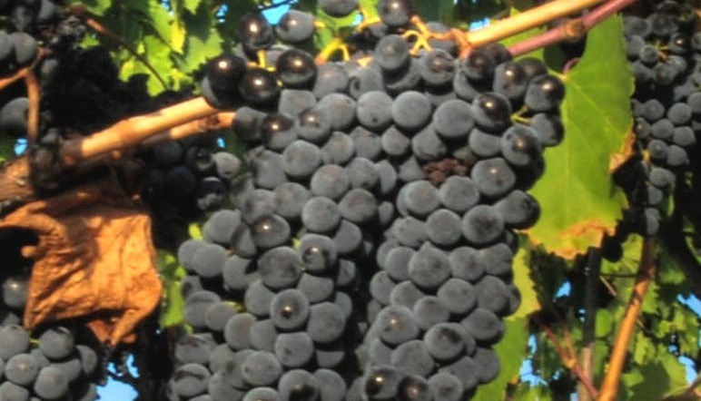 Know Your Grape: Sangiovese