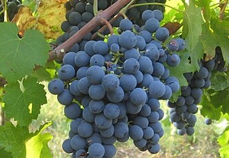 Know Your Grape: Carmenère