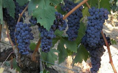 Know Your Grape: Tempranillo