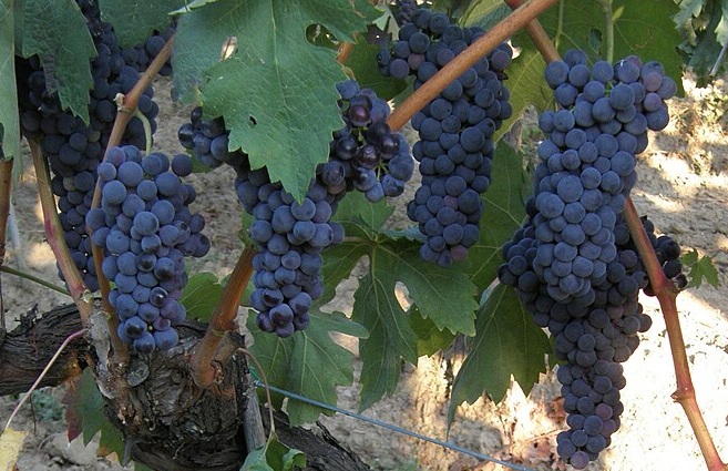 Know Your Grape: Tempranillo