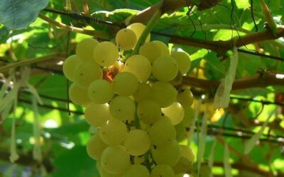 Know Your Grape: Chenin Blanc