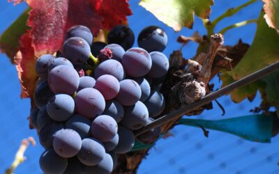 Know Your Grape: Grenache or Garnacha