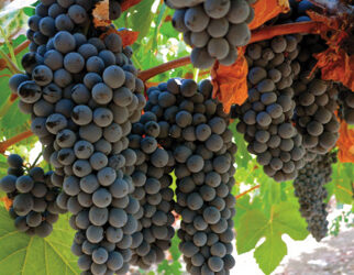 Know Your Grape: Touriga Nacional