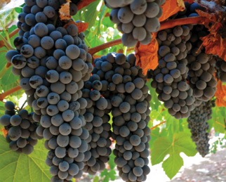 Know Your Grape: Touriga Nacional