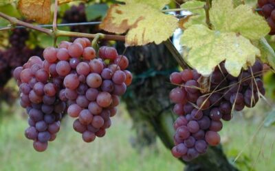 Know Your Grape: Gewürztraminer