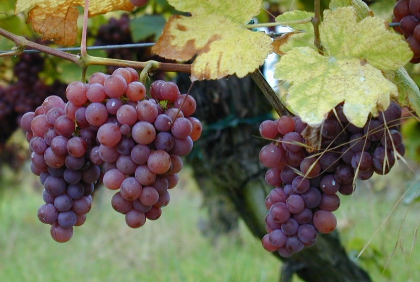 Know Your Grape: Gewürztraminer