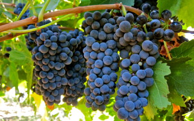 Know Your Grape: Petit Sirah or Durif