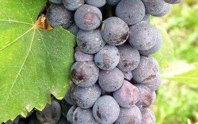 Know Your Grape: Nebbiolo