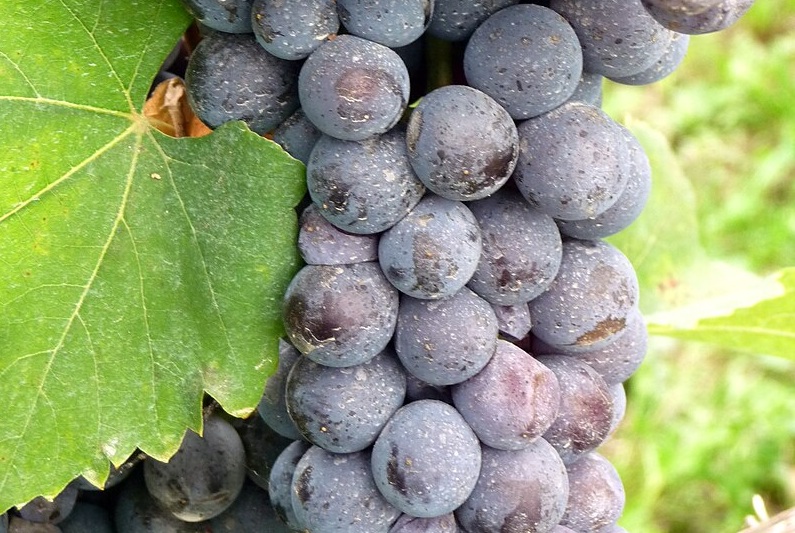 Know Your Grape: Nebbiolo