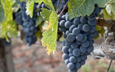 Know Your Grape: Zinfandel vs. Primitivo