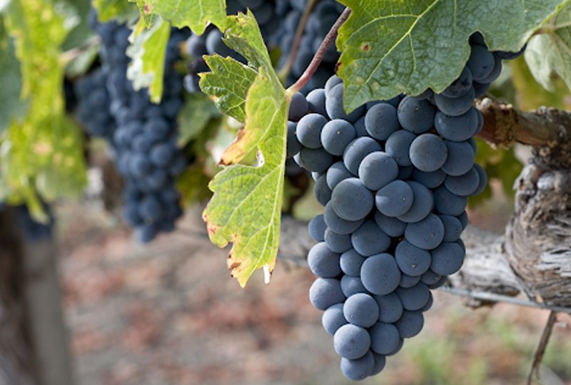 Know Your Grape: Zinfandel vs. Primitivo