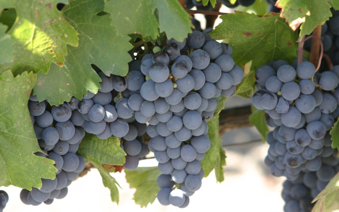Know Your Grape: Malbec