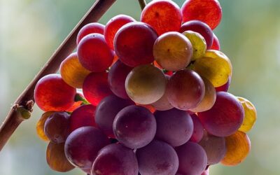Know Your Grape: Pinot Gris or Pinot Grigio