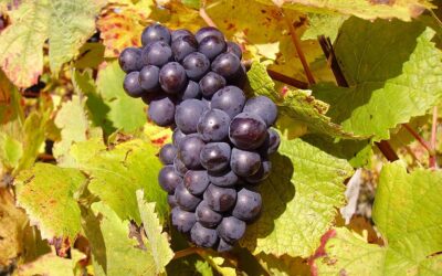 Know Your Grape: Pinot Noir