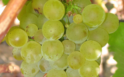 Know Your Grape: Sauvignon Blanc