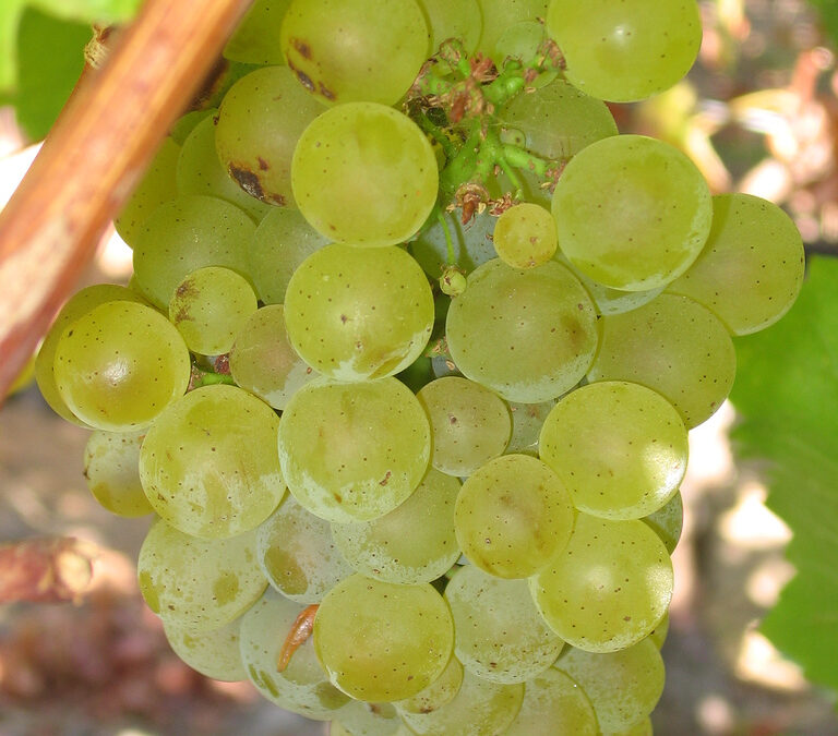 Know Your Grape: Sauvignon Blanc