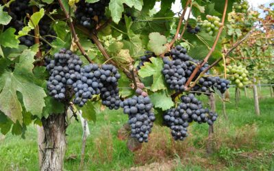 Know Your Grape: Pinotage