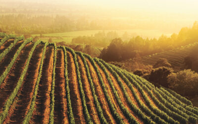 California Wines: The Hidden Gems Beyond Napa