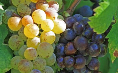 Know Your Grape: Muscat
