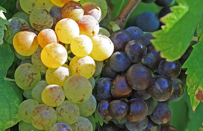 Know Your Grape: Muscat