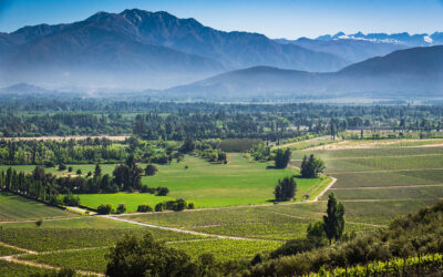 Maipo Valley Wines: Chile’s Heartland of Viticulture