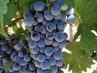Know Your Grape: Marselan