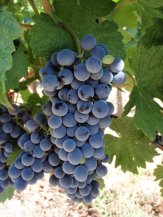 Know Your Grape: Marselan