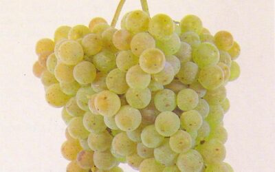 Know Your Grape: Albariño