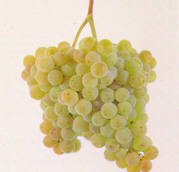 Know Your Grape: Albariño