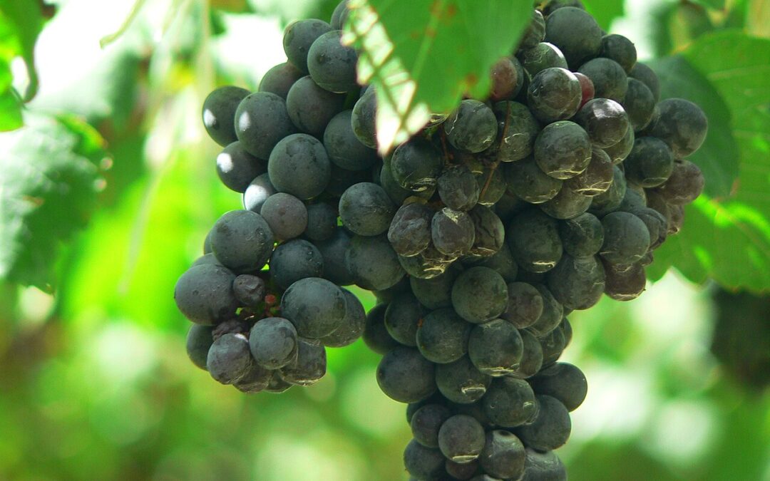 Know Your Grape: Shiraz or Syrah