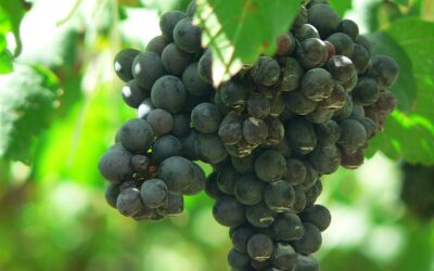 Know Your Grape: Shiraz or Syrah