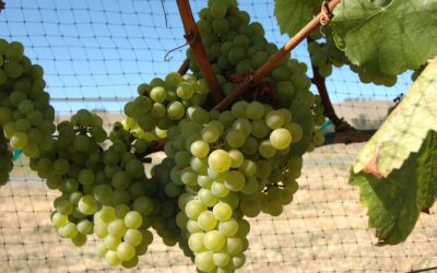 Know Your Grape: Chardonnay