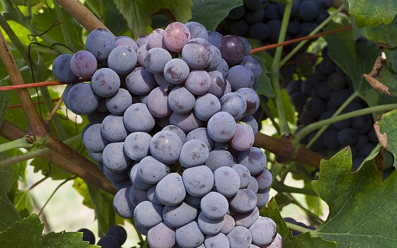 Know Your Grape: Corvina
