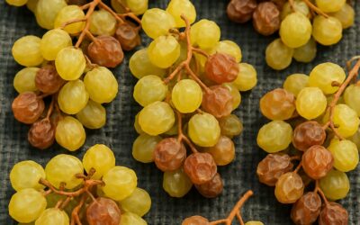 White Appassimento: The Wines You’ve Never Heard Of