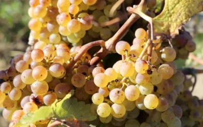 Know Your Grape: Silvaner (Sylvaner)