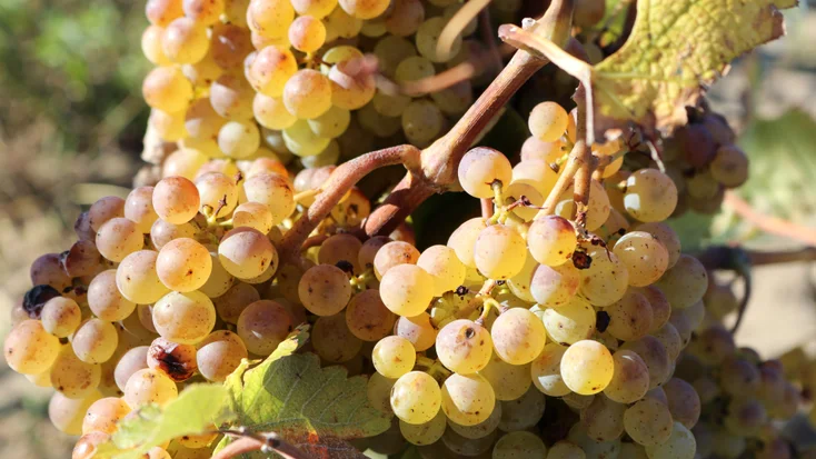 Know Your Grape: Silvaner (Sylvaner)