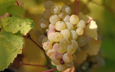 Know Your Grape: Riesling