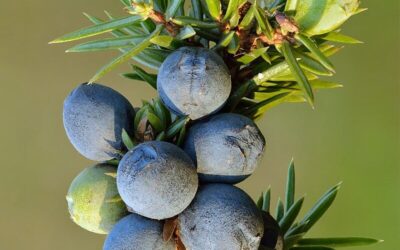 Ten Crazy Gins: Botanicals Gone Wild