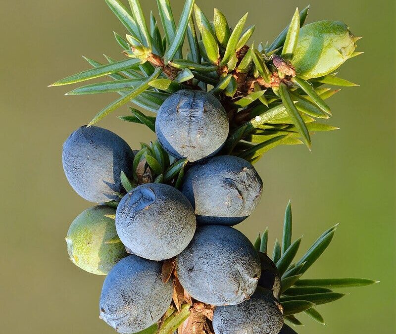 Ten Crazy Gins: Botanicals Gone Wild