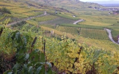 The Wines Of Alsace: French Heart, German Soul