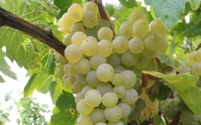 Know Your Grape: Scheurebe