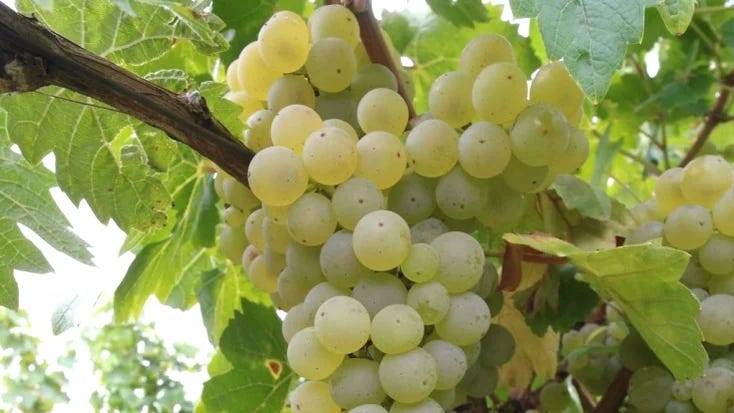 Know Your Grape: Scheurebe